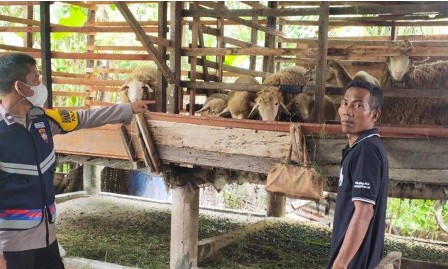Jelang Idul Adha, Hewan Kurban Di Sumut Wajib Miliki Surat Bebas PMK